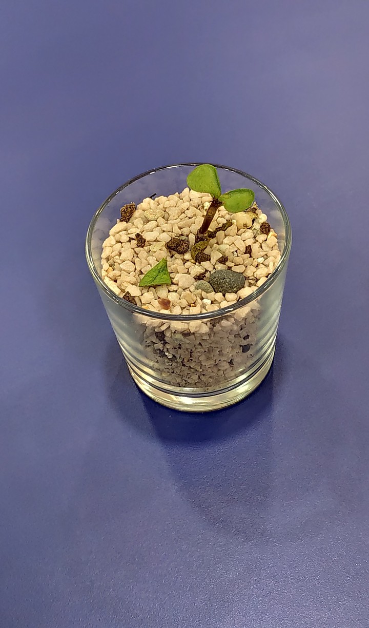 plant