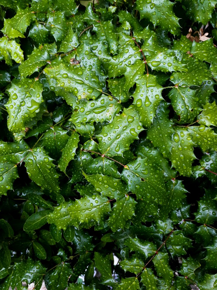 leaves