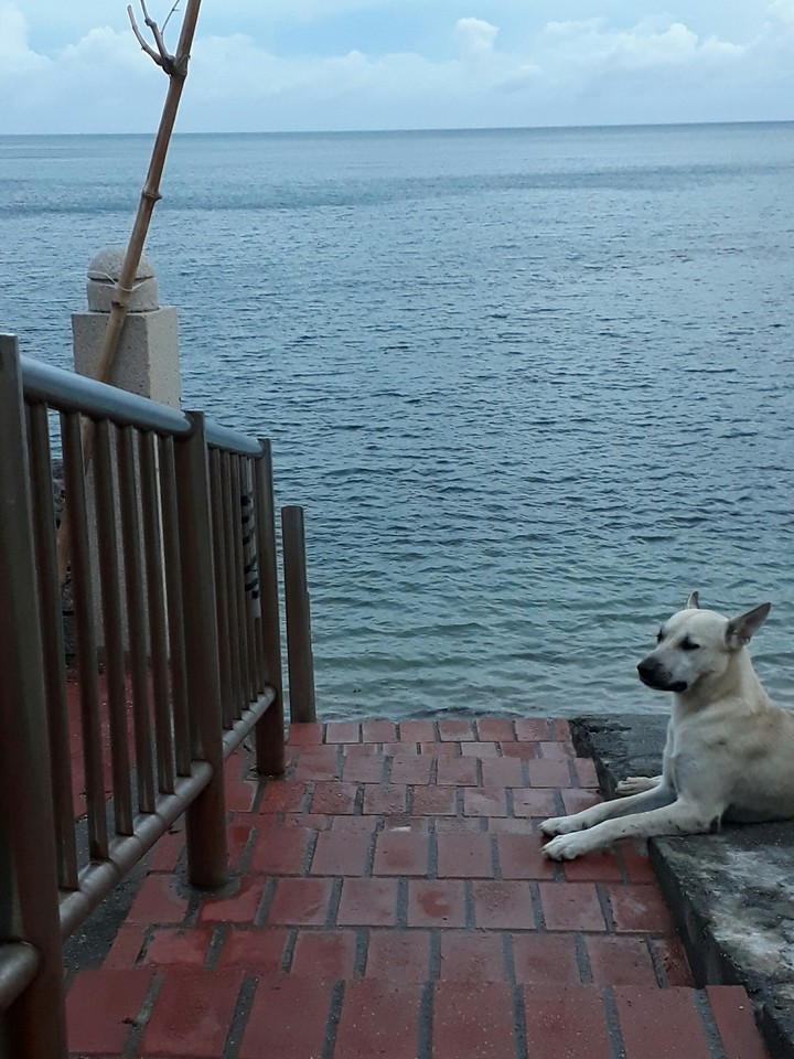 dog 寧靜狗