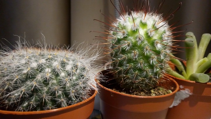 3 small beautiful cactus