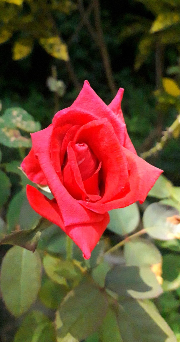 redrose