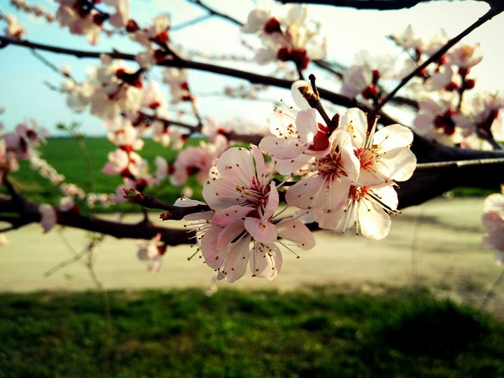 pink flower