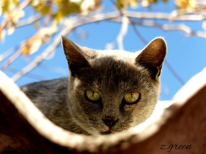 cat