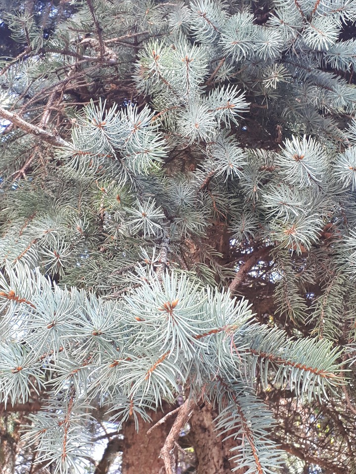 Picea