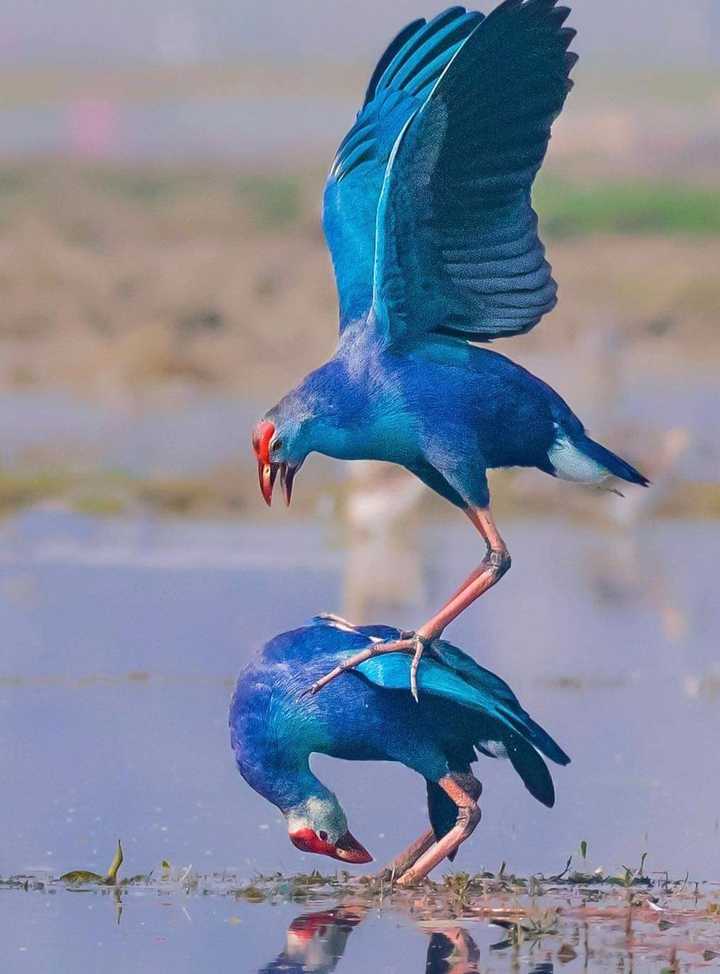 Bird ?
