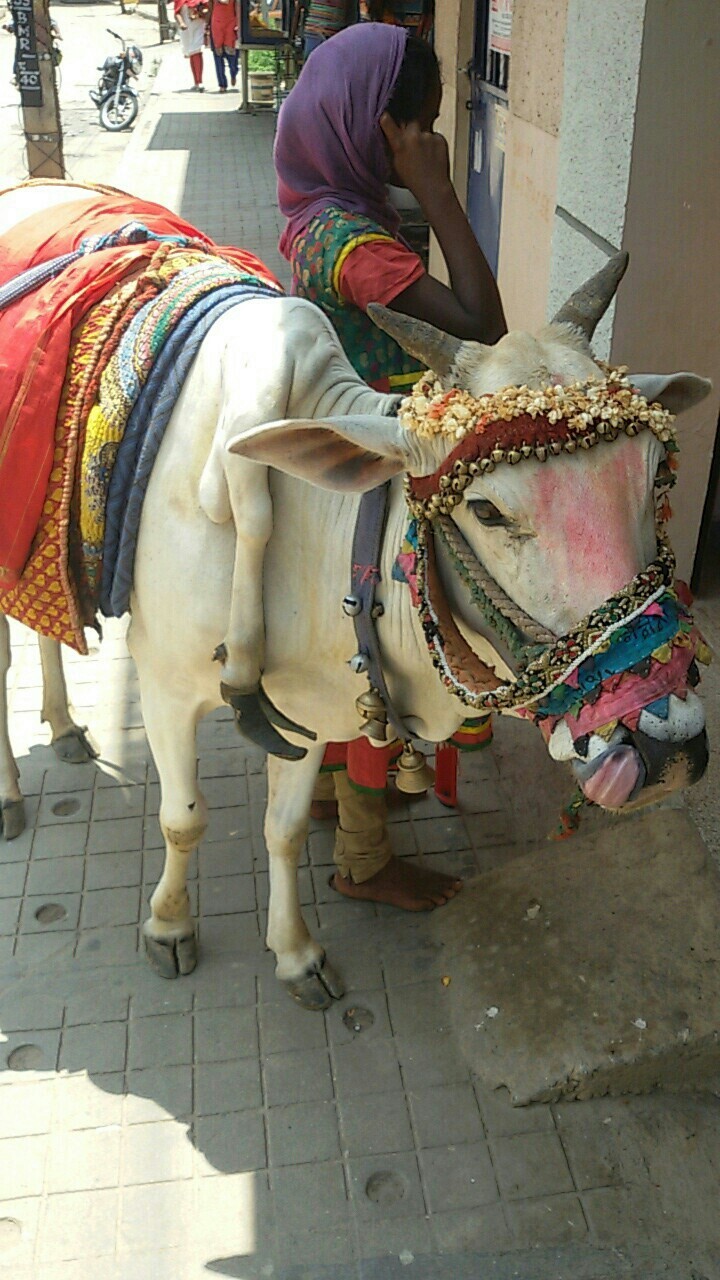 Indian Cow used for begging & child labour