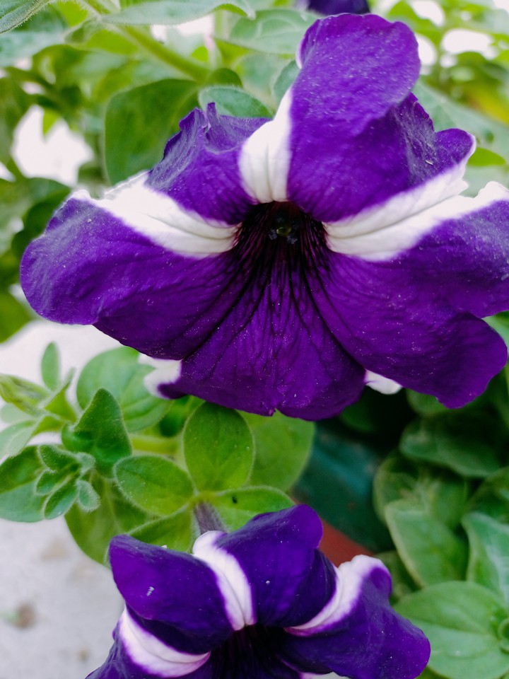 flower