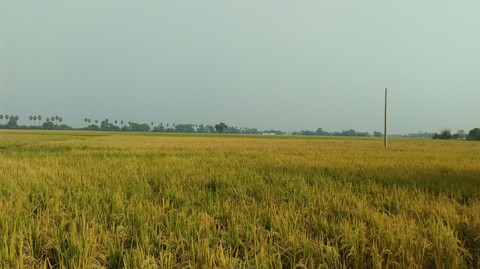 agriculture, nature, grass, trees