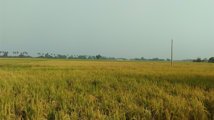 agriculture, nature, grass, trees