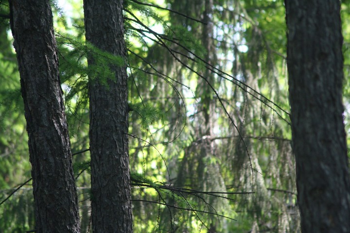 Just a forest