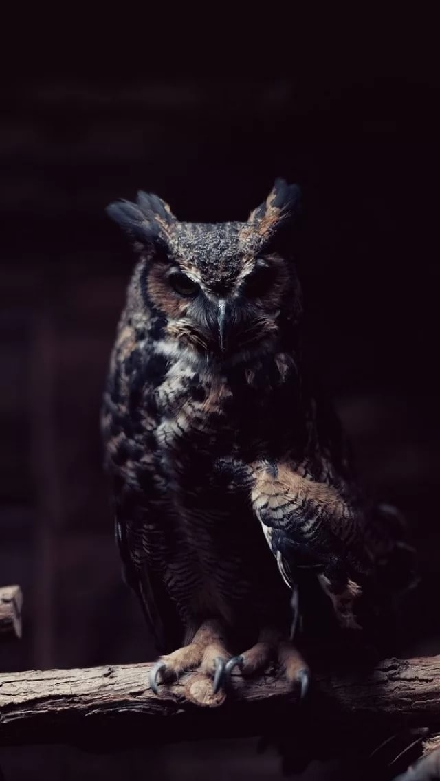 Филин