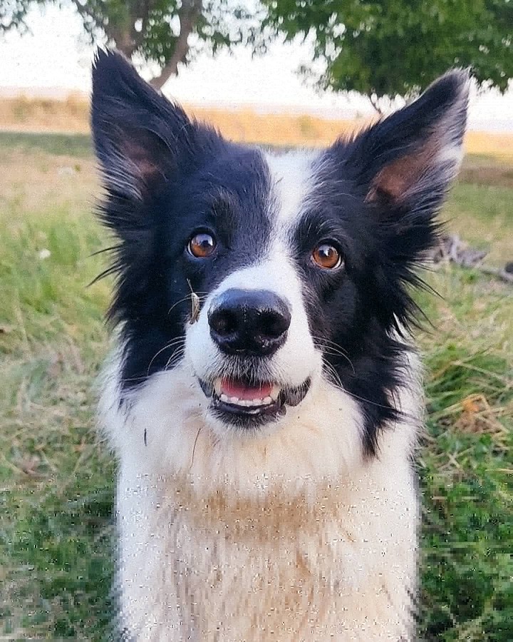 bordie collie. Saltamontes