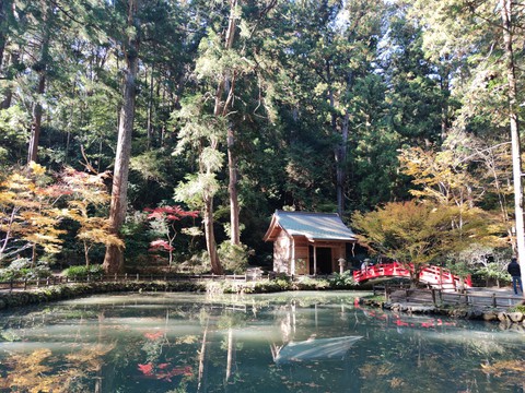 pond