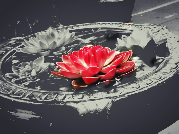 lotus