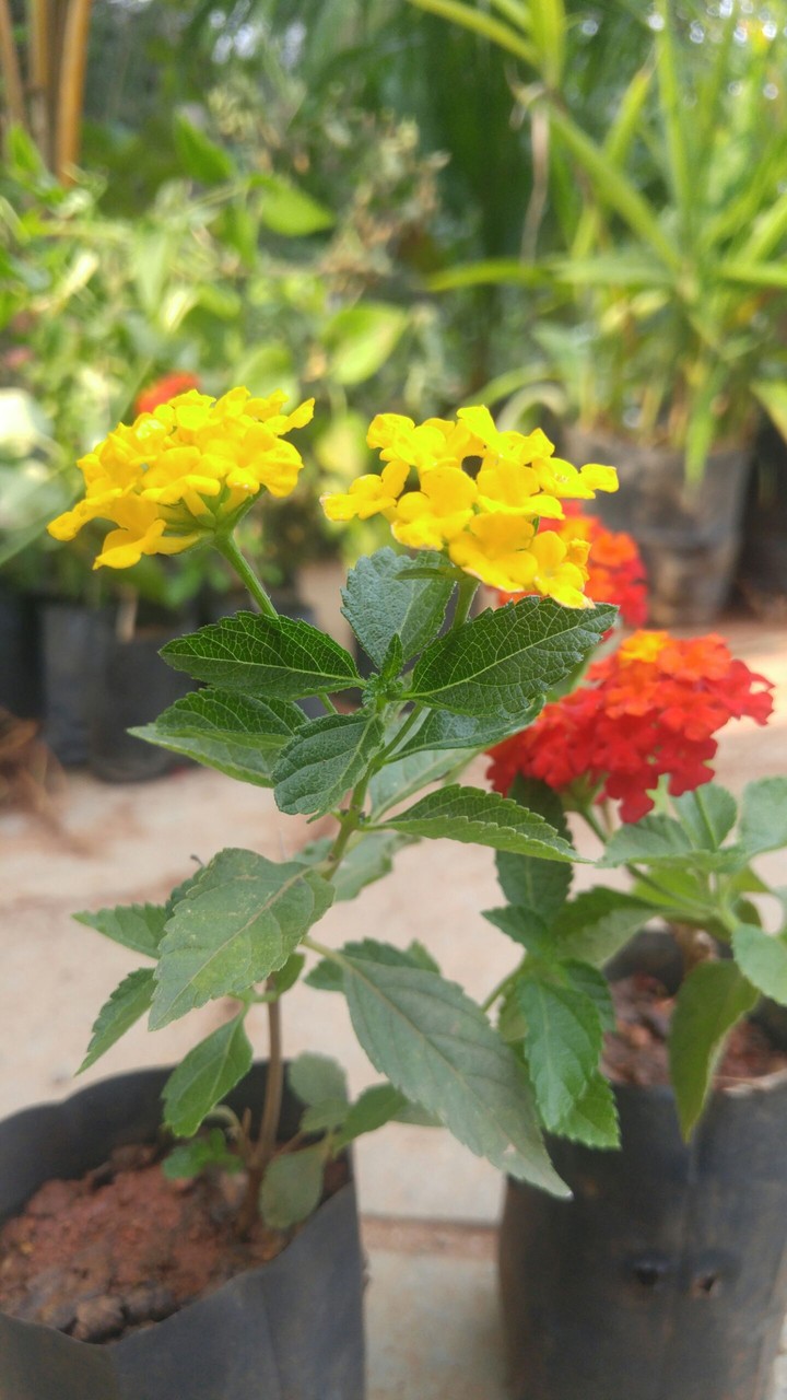 red yellow#