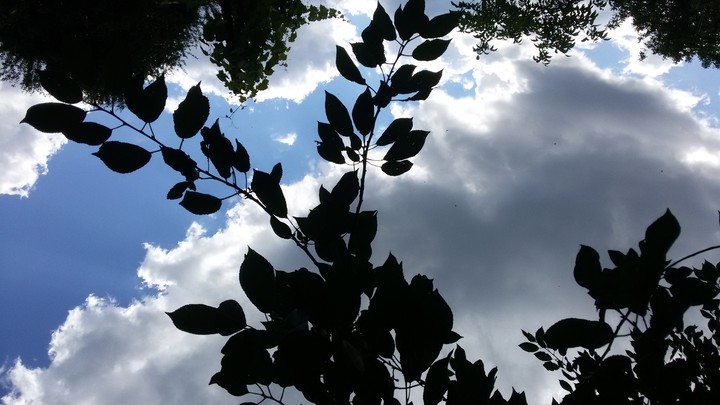 Cherry tree and sky