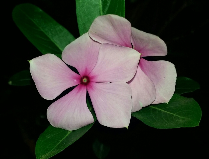 flor do campo