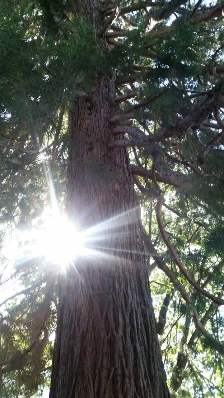 forest