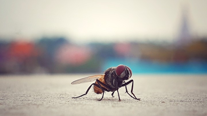 fly