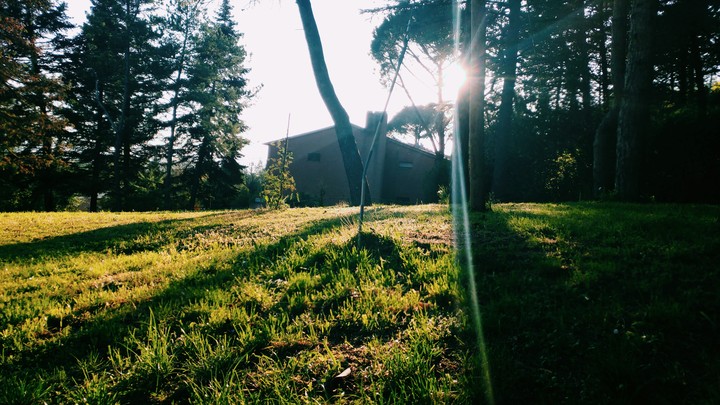 light grass