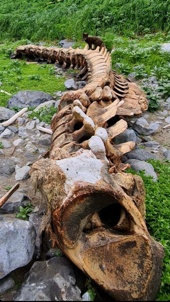 The photo shows the skeleton of a whale. ?