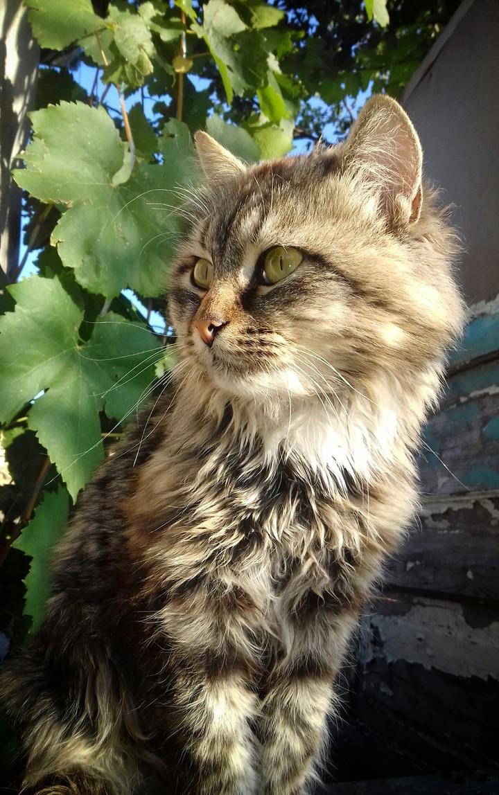 cat