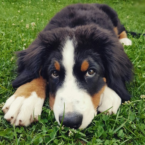 bernese mountain dog puppy