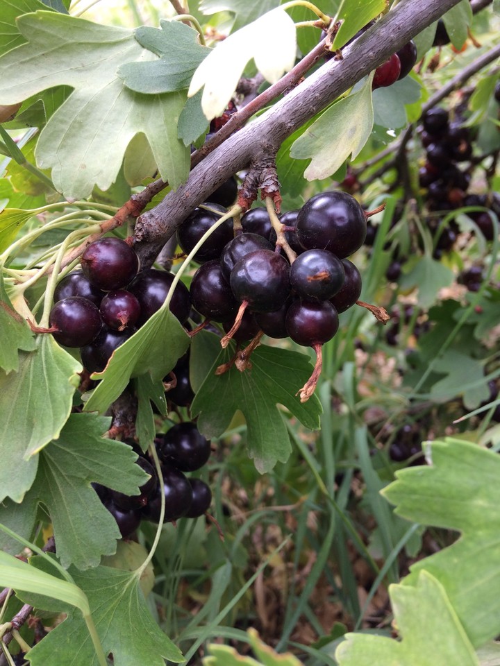 Currant