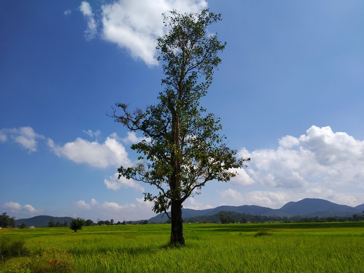A Lonely tree