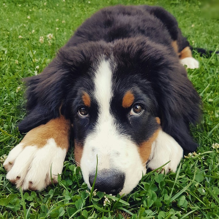 bernese mountain dog puppy