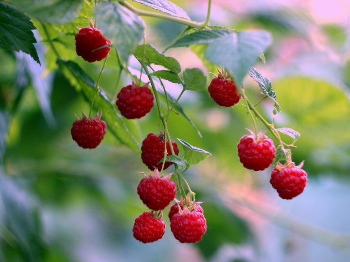 Raspberries
