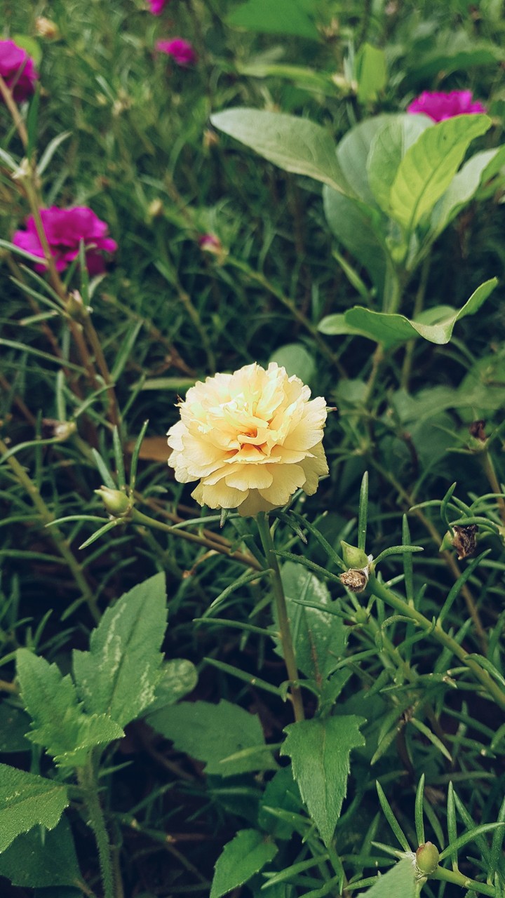 Flower