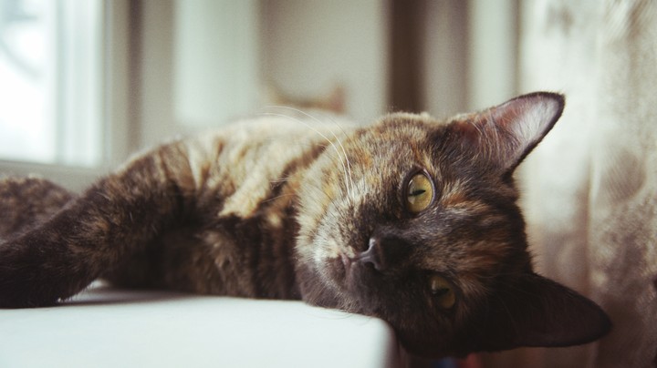 Cat 3
