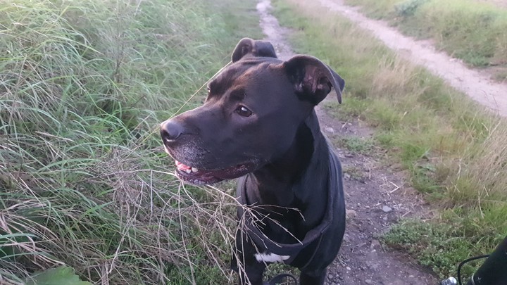 süßer Hund