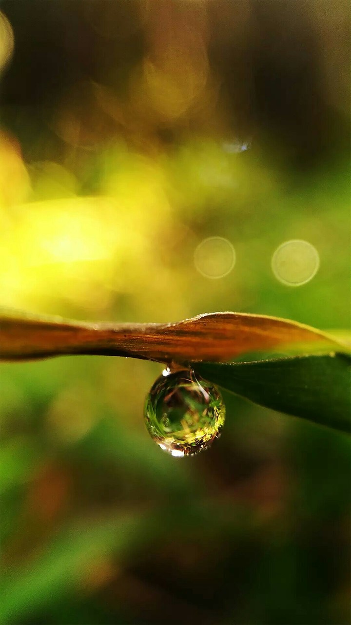 Water drop