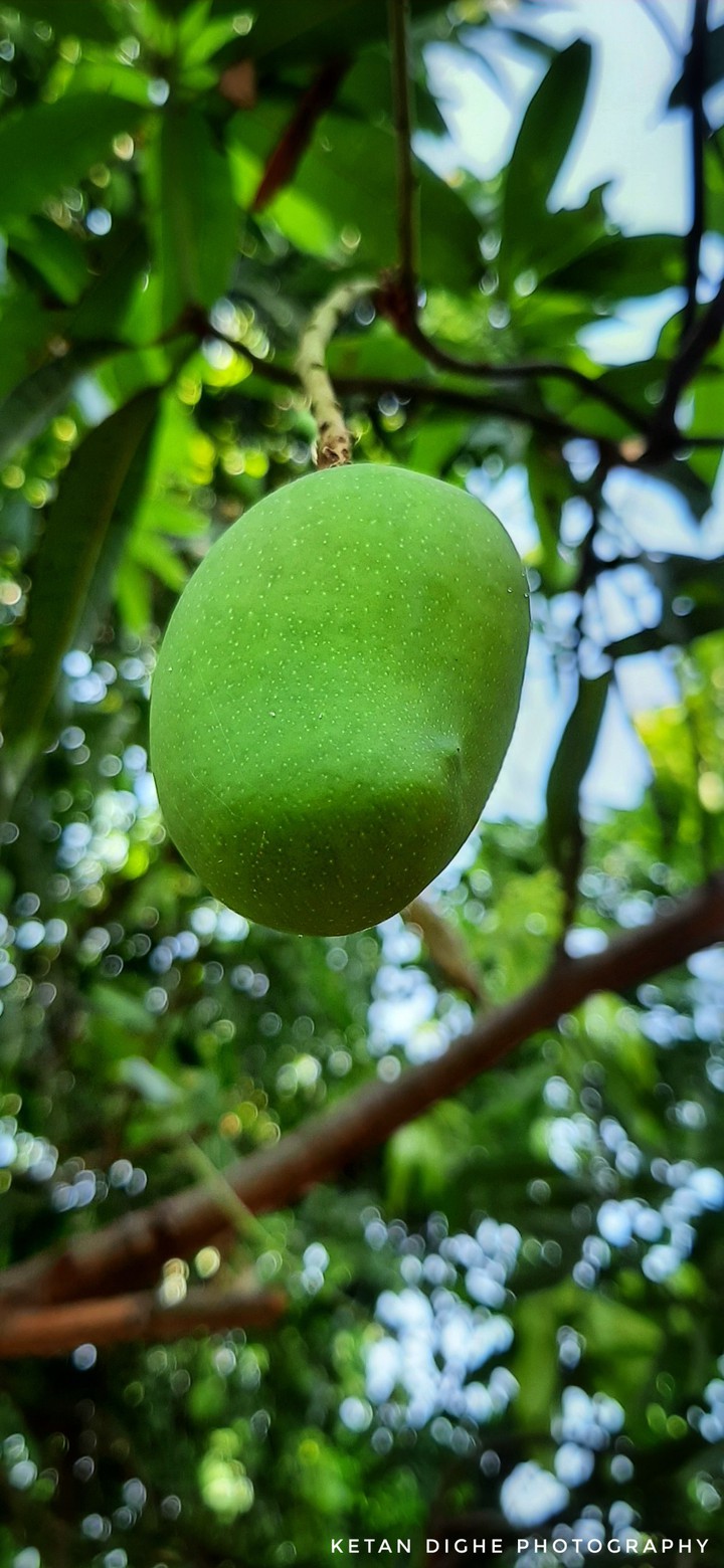 Testy mango