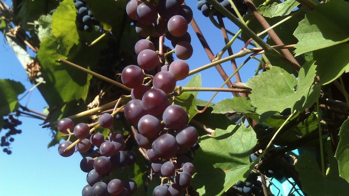 Grapes