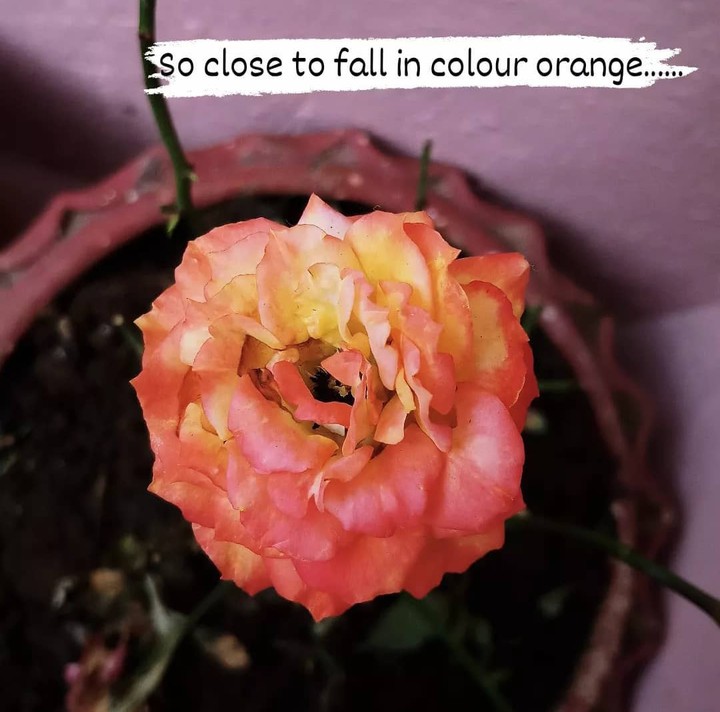 Orange n yellow