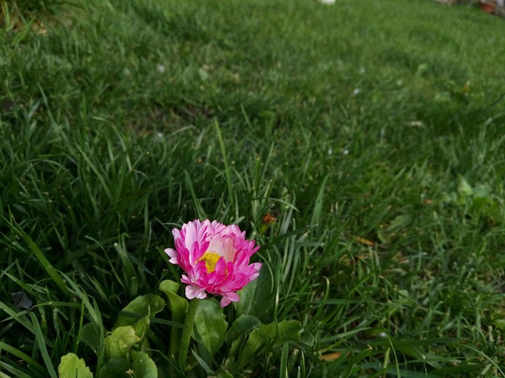 #Flower