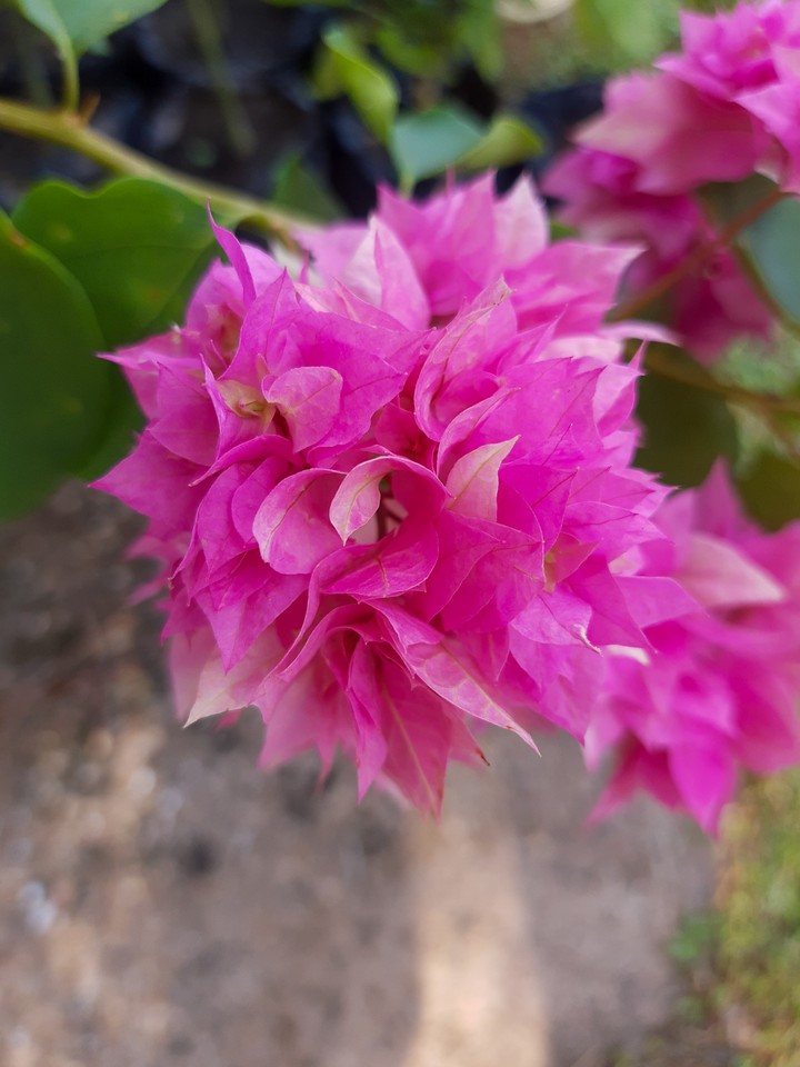 flower