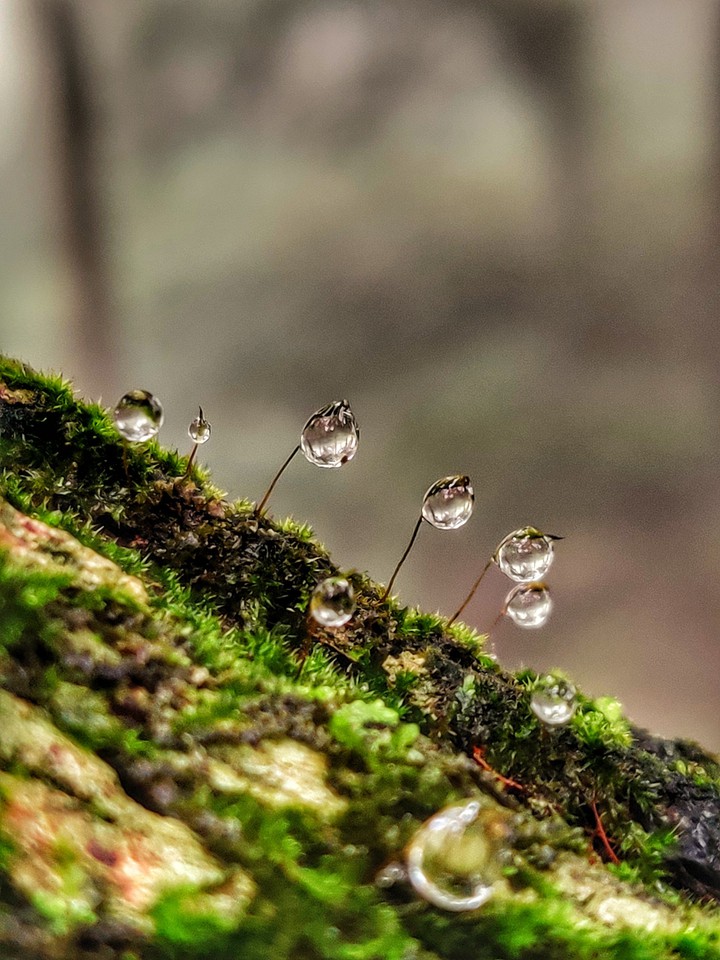 Dew drops