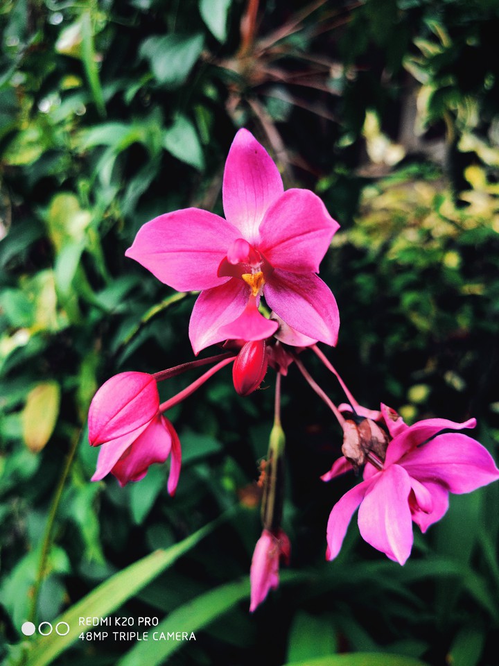 mobile photography
