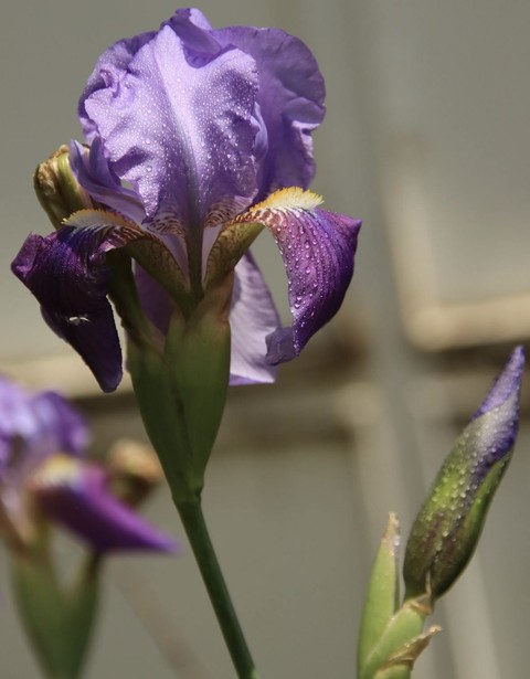 flower, wildflower wallpapers