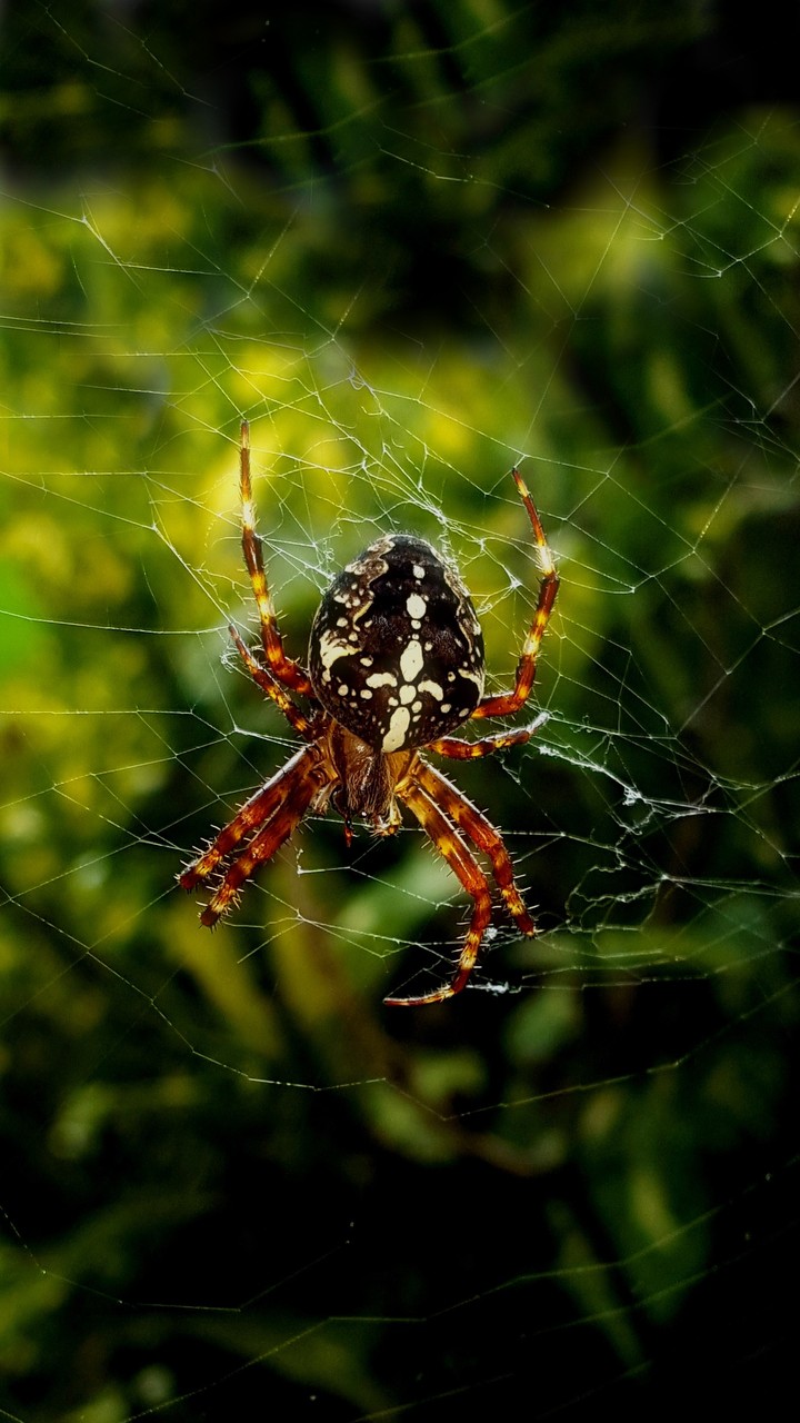 Spider