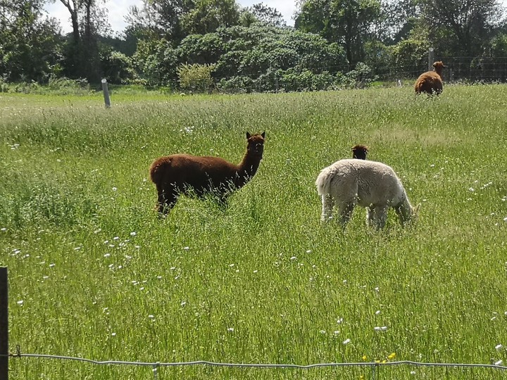 llamas