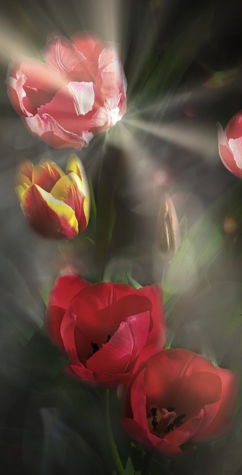 Tulip