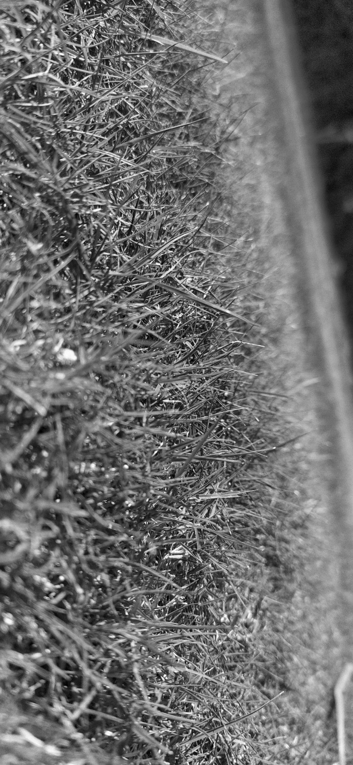 Natural Grass