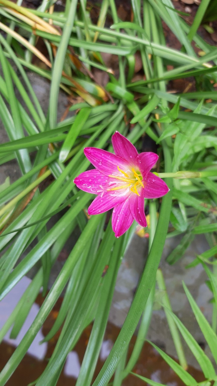 Rain Lily