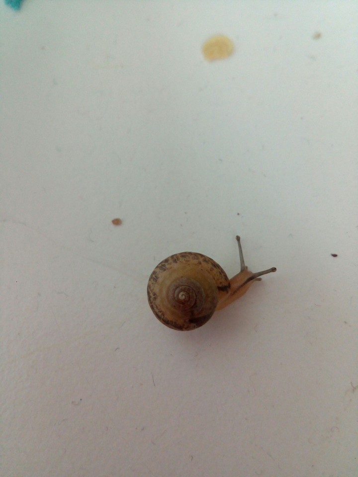 snail