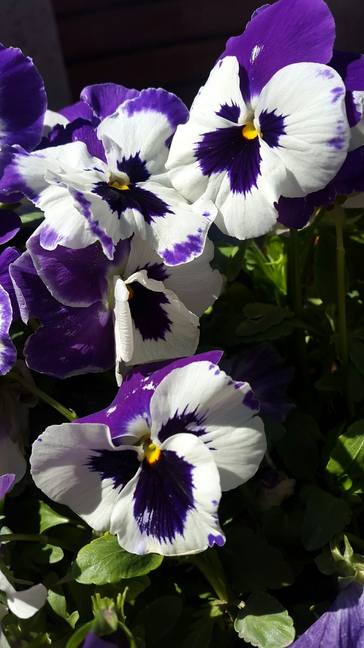 Flowers are always beautiful ☺
